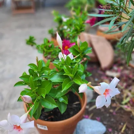 Malinsummer Apartament