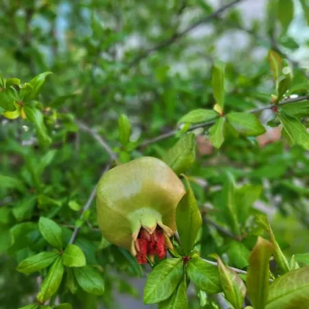 Malinsummer Apartament *