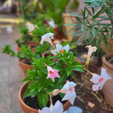 Malinsummer * Malinska