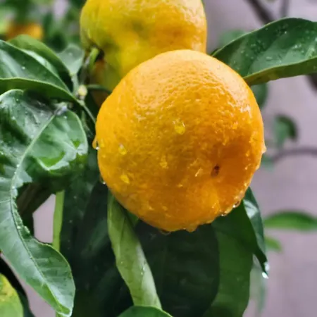 Malinsummer * Malinska