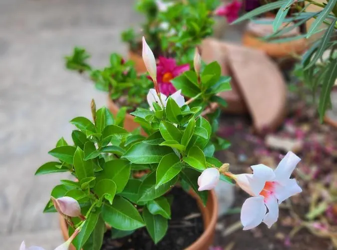 Malinsummer Lägenhet