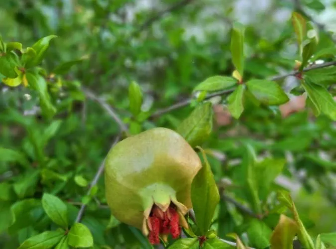 Malinsummer Lägenhet *