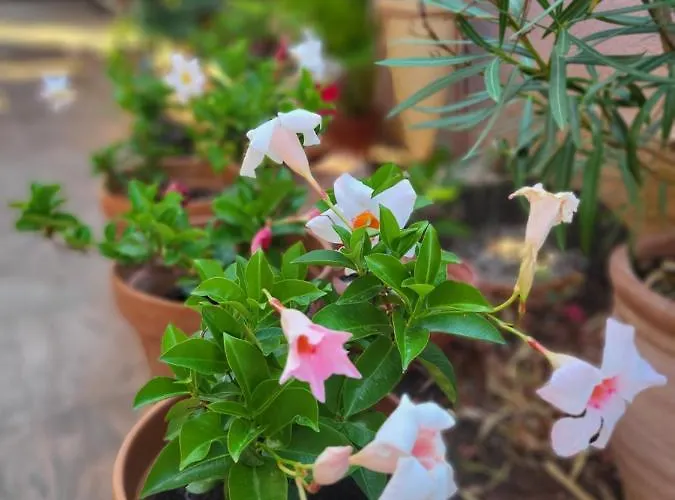 Malinsummer * Malinska